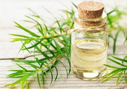 МАСЛО ОТ ЧАЕНО ДЪРВО - ДОКАЗАНИЯТ АНТИСЕПТИК