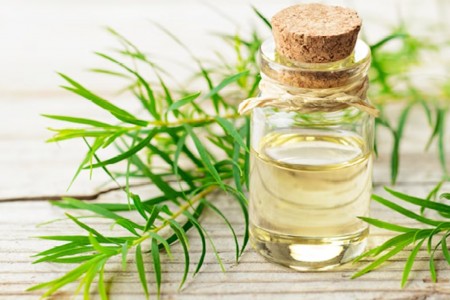 МАСЛО ОТ ЧАЕНО ДЪРВО - ДОКАЗАНИЯТ АНТИСЕПТИК