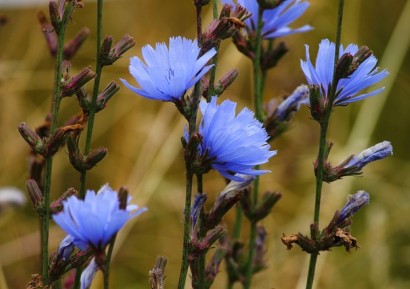 ПРЕПОРЪЧВАМЕ ЦИКОРИЯ ЗА ЧЕРЕН ДРОБ, ОТСЛАБВАНЕ И КРЪВНО