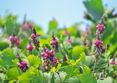 КУДЗУ КОРЕН - БИЛКА №1 ЗА ЛЕЧЕНИЕ НА АЛКОХОЛИЗЪМ