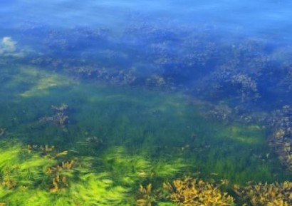 ВОДОРАСЛИТЕ - НЕУМОРНИ БИОЛОГИЧНИ МАШИНИ ЗА ЖИВОТ