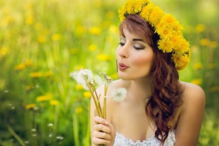 КОРЕНИ ОТ ГЛУХАРЧЕ. ЧАЙ ОТ ГЛУХАРЧЕ. ГЛУХАРЧЕ ПОЛЗИ