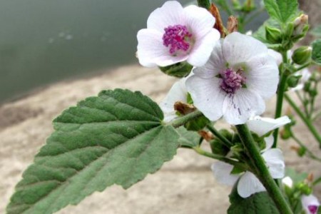 ЛЕЧЕБНА РУЖА. ЗА ИМУНИТЕТ НА ГЪРЛОТО,ПРИ КАШЛИЦА И НАСТИНКИ