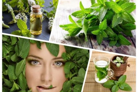 ЧАЙ ОТ МЕНТА | КАКВО ЛЕКУВА МЕНТАТА | ДИВА МЕНТА