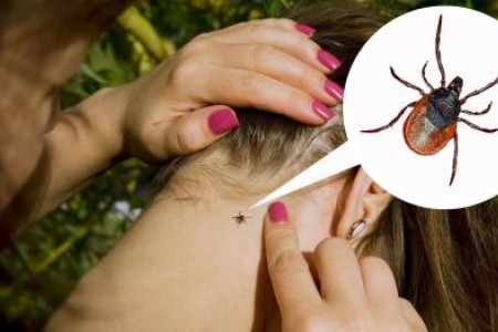 УХАПВАНЕ ОТ КЪРЛЕЖ | ЛАЙМСКА БОЛЕСТ | ЕНЦЕФАЛИТ | ЛЕЧЕНИЕ