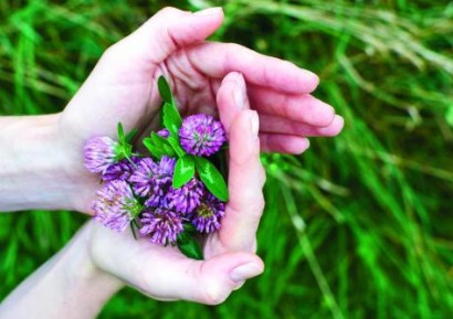 ЧЕРВЕНА ДЕТЕЛИНА ПОЛЗИ |МЕНОПАУЗА И ГРИП | ПРОТИВОПОКАЗАНИЯ