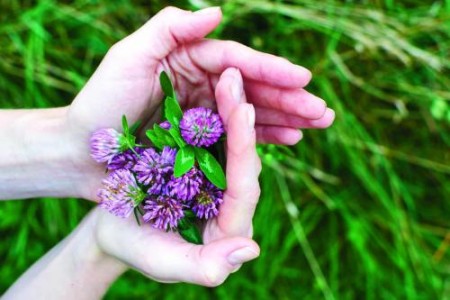 ЧЕРВЕНА ДЕТЕЛИНА ПОЛЗИ |МЕНОПАУЗА И ГРИП | ПРОТИВОПОКАЗАНИЯ