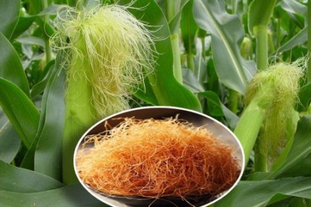 ЦАРЕВИЧНА КОСА ПОЛЗИ | ЗА ОТСЛАБВАНЕ, БЪБРЕЦИ И ЦИСТИТ