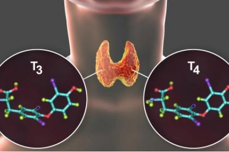 ХАШИМОТО СИМПТОМИ | ЗАБРАНЕНИ ХРАНИ | ИЗСЛЕДВАНИЯ И ЛЕЧЕНИЕ