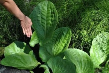 ЖИВОВЛЯК ПОЛЗИ ЗА СТОМАХА | ПРИ РАНИ| ЧАЙ, СОК И МЕХЛЕМИ