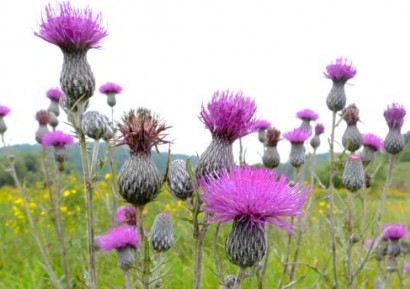 ВСЕМОГЪЩИЯТ БЯЛ ТРЪН ПОМАГА ПРИ РАК И ЛЕКУВА ЧЕРНИЯ ДРОБ