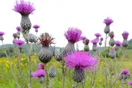 ВСЕМОГЪЩИЯТ БЯЛ ТРЪН ПОМАГА ПРИ РАК И ЛЕКУВА ЧЕРНИЯ ДРОБ
