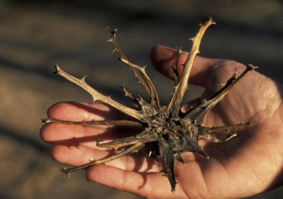 ДЯВОЛСКИ НОКЪТ - ЧУДО БИЛКА ЗА СТАВИ И ПОДАГРА