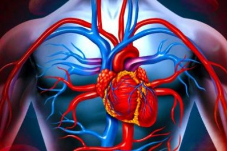 ЗАБОЛЯВАНИЯ И СИМПТОМИ НА СЪРЦЕТО И КРЪВОНОСНИТЕ СЪДОВЕ