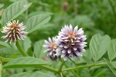 ЖЕНСКО БИЛЕ ПРОТИВ КАШЛИЦА | ЧАЙОВЕ, ОТВАРИ И ТИНКТУРИ