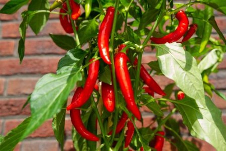 КАЙЕНСКИ ПИПЕР - ЗА КАКВО СЕ ИЗПОЛЗВА И ЗДРАВОСЛОВНИ ПОЛЗИ?