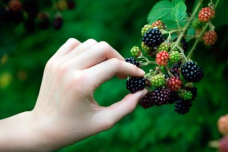 КЪПИНИТЕ - ЕСТЕСТВЕНИЯТ ГОРСКИ ЗАМЕСТИТЕЛ НА АСПИРИНА