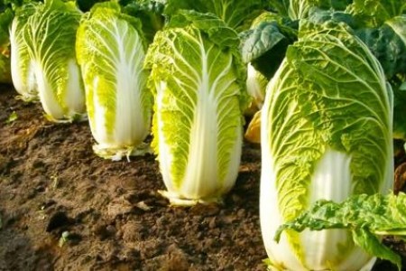 КИТАЙСКО ЗЕЛЕ - ПОЛЗИ И ВРЕДИ ЗА ОРГАНИЗМА