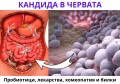ПРОБИОТИК ЗА КАНДИДА В ЧЕРВАТА | ЛЕКАРСТВА И ДИЕТА