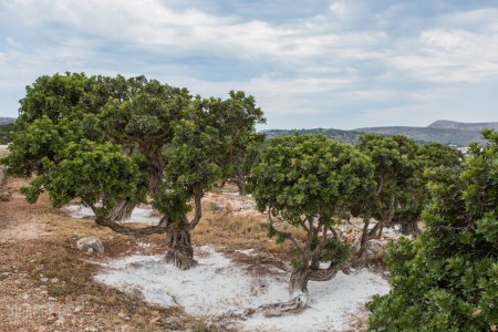 МАСТИХА ОТ ХИОС ПРИ ГАСТРИТ, РЕФЛУКС И ХЕЛИКОБАКТЕР ПИЛОРИ