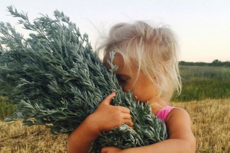 БИЛКА ПЕЛИН КАКВО ЛЕКУВА | ВИДОВЕ ПЕЛИН