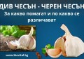 ДИВ ЧЕСЪН | ЧЕРЕН ЧЕСЪН | ЧЕСЪН ПОЛЗИ - РЕЦЕПТИ