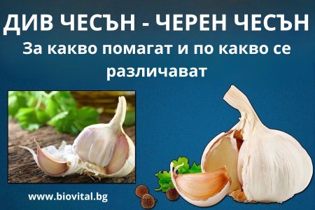 ДИВ ЧЕСЪН | ЧЕРЕН ЧЕСЪН | ЧЕСЪН ПОЛЗИ - РЕЦЕПТИ