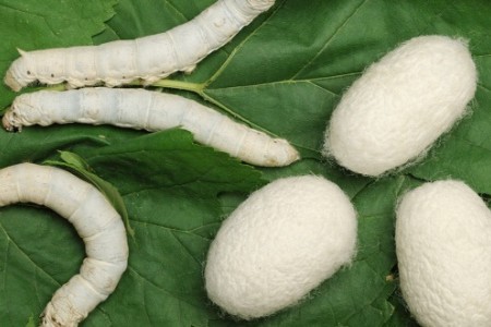 КАКВО Е СЕРАПЕПТАЗА | ЗА КАКВО ПОМАГА | ПРОТИВОПОКАЗАНИЯ