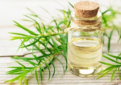 МАСЛО ОТ ЧАЕНО ДЪРВО - ДОКАЗАНИЯТ АНТИСЕПТИК