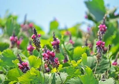 КУДЗУ КОРЕН - БИЛКА №1 ЗА ЛЕЧЕНИЕ НА АЛКОХОЛИЗЪМ