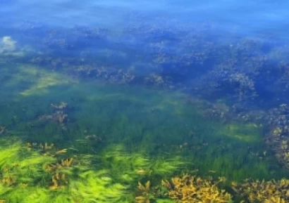 ВОДОРАСЛИТЕ - НЕУМОРНИ БИОЛОГИЧНИ МАШИНИ ЗА ЖИВОТ