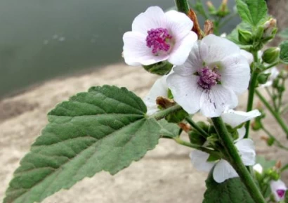 ЛЕЧЕБНА РУЖА. ЗА ИМУНИТЕТ НА ГЪРЛОТО,ПРИ КАШЛИЦА И НАСТИНКИ