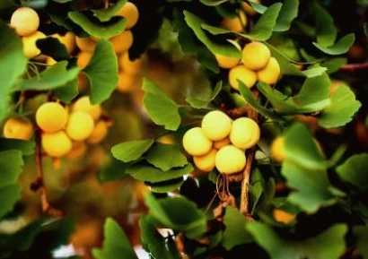 ГИНКО БИЛОБА ПОЛЗИ| ВИТАМИН ЗА МОЗЪКА |ГИНКО БИЛОБА ВРЕДИ