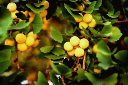 ГИНКО БИЛОБА ПОЛЗИ| ВИТАМИН ЗА МОЗЪКА |ГИНКО БИЛОБА ВРЕДИ