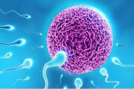 КАК ДА ПОДОБРИМ КАЧЕСТВОТО НА СПЕРМАТА | СТИРИЛИТЕТ