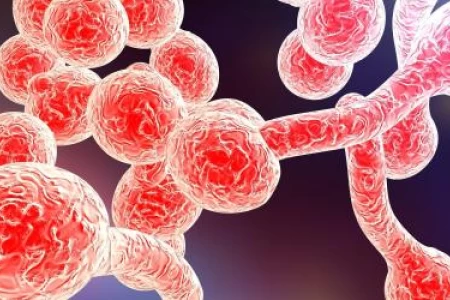 ВАГИНАЛНА КАНДИДОЗА | КАНДИДОЗА ПРИ МЪЖЕ | ЛЕЧЕНИЕ С БИЛКИ