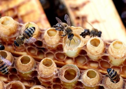 ПЧЕЛНО МЛЕЧИЦЕ С ЖЕНШЕН | ЗА КАКВО ПОМАГА | РЕЦЕПТИ