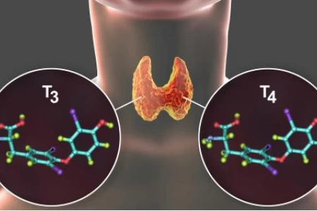 ХАШИМОТО СИМПТОМИ | ЗАБРАНЕНИ ХРАНИ | ИЗСЛЕДВАНИЯ И ЛЕЧЕНИЕ