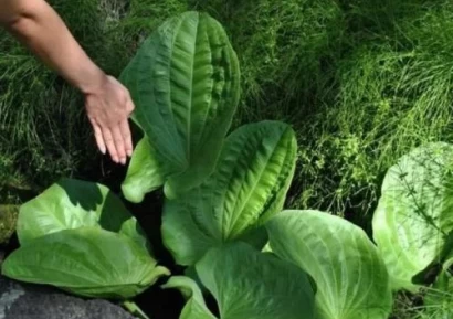 ЖИВОВЛЯК ПОЛЗИ ЗА СТОМАХА | ПРИ РАНИ| ЧАЙ, СОК И МЕХЛЕМИ