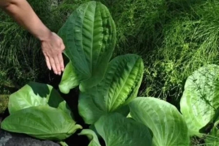 ЖИВОВЛЯК ПОЛЗИ ЗА СТОМАХА | ПРИ РАНИ| ЧАЙ, СОК И МЕХЛЕМИ