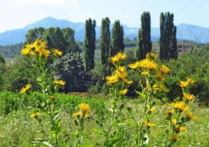 ЕЛЕКАМПАН - ЗА КАКВО ПОМАГА ТАЗИ ВЪЛШЕБНА БИЛКА