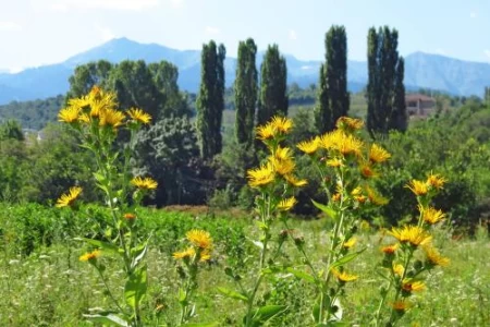 ЕЛЕКАМПАН - ЗА КАКВО ПОМАГА ТАЗИ ВЪЛШЕБНА БИЛКА