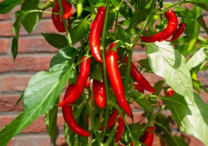 КАЙЕНСКИ ПИПЕР - ЗА КАКВО СЕ ИЗПОЛЗВА И ЗДРАВОСЛОВНИ ПОЛЗИ?