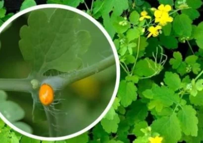 ЗМИЙСКО МЛЯКО - НАРЪЧНИК ЗА ИЗПОЛЗВАВАНЕ ПРИ ЗАБОЛЯВАНИЯ