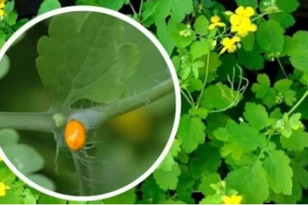 ЗМИЙСКО МЛЯКО - НАРЪЧНИК ЗА ИЗПОЛЗВАВАНЕ ПРИ ЗАБОЛЯВАНИЯ