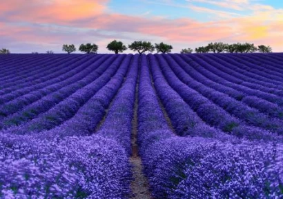 ЛАВАНДУЛА - ПОЛЗИ ЗА ЗДРАВЕТО И НАЧИН НА УПОТРЕБА