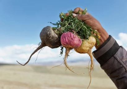 ПЕРУАНСКА МАКА - ВИДОВЕ И ЛЕЧЕБНИ СВОИСТВА НА АФРОДИЗИАКА