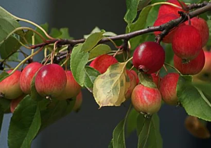 РАЙСКА ЯБЪЛКА - КАЛОРИИ, ПОЛЗИ И КАК СЕ ПРИЕМА