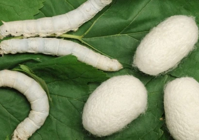 КАКВО Е СЕРАПЕПТАЗА | ЗА КАКВО ПОМАГА | ПРОТИВОПОКАЗАНИЯ