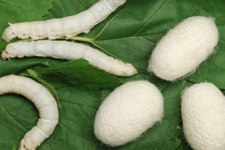 КАКВО Е СЕРАПЕПТАЗА | ЗА КАКВО ПОМАГА | ПРОТИВОПОКАЗАНИЯ